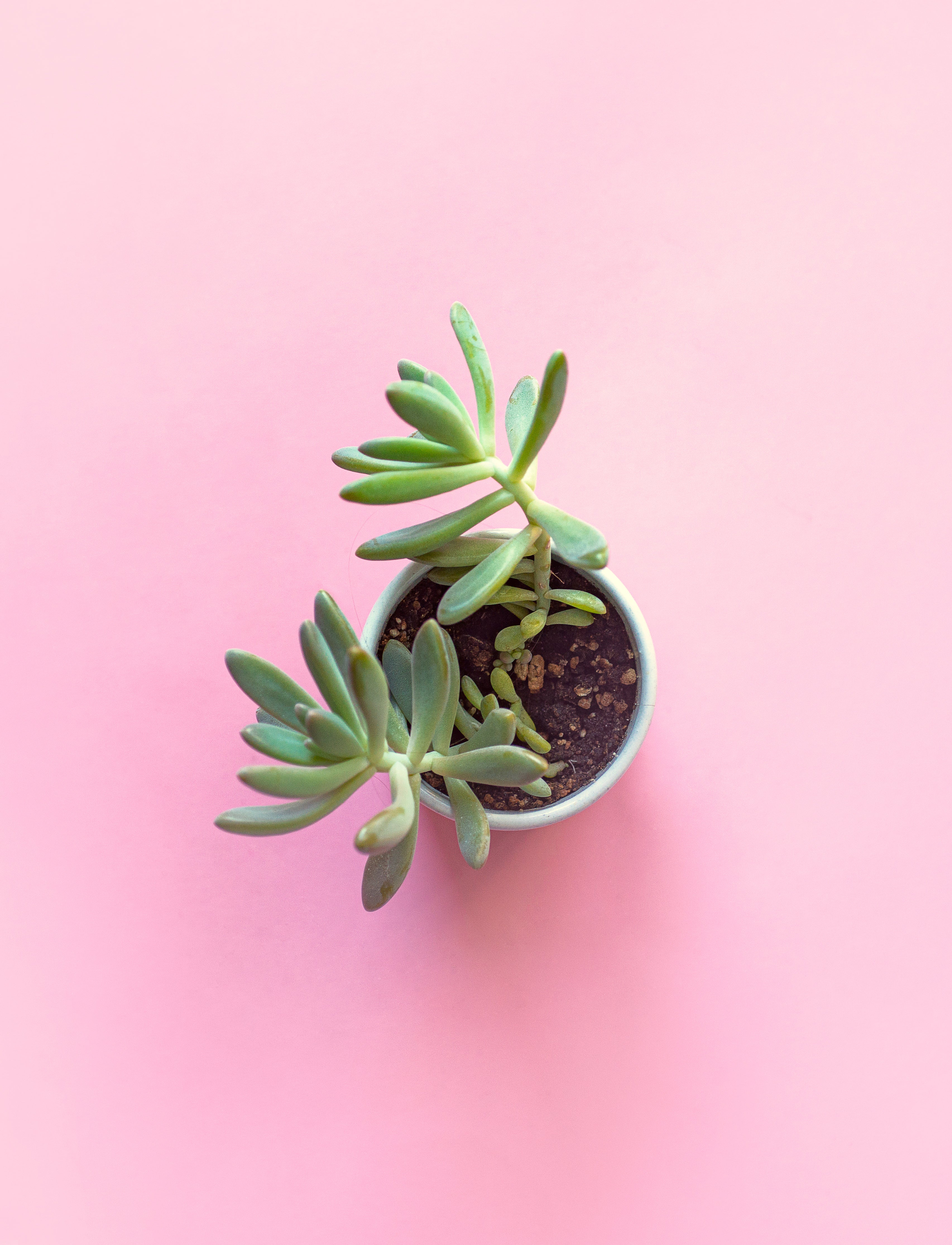 Picture of a Candle Vessel Repurposed as a Planter