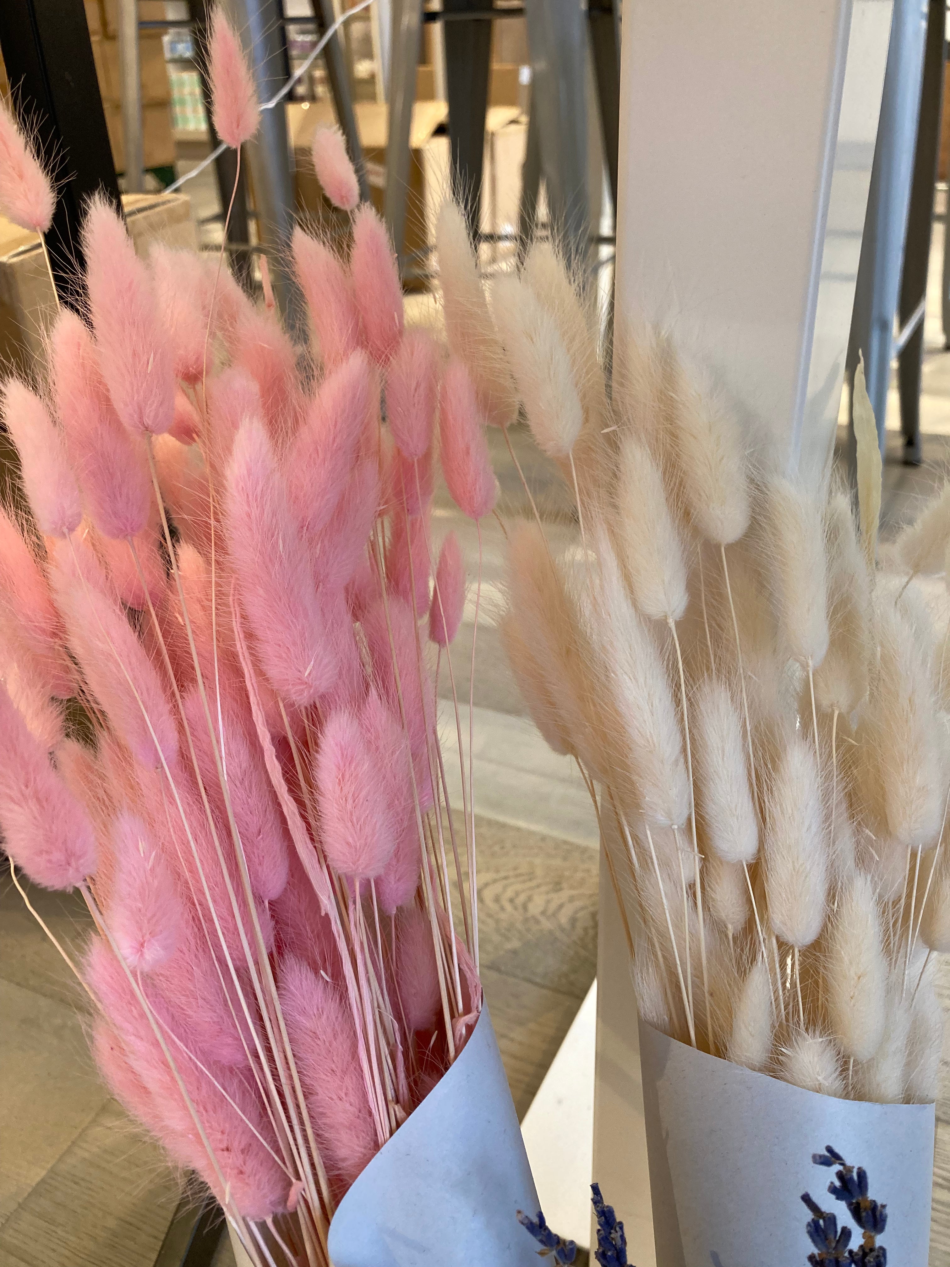 Dried Flower Bunny Tails
